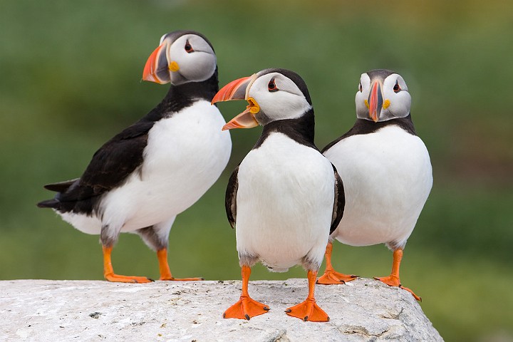 Papageitaucher Fratercula arctica Atlantic Puffin